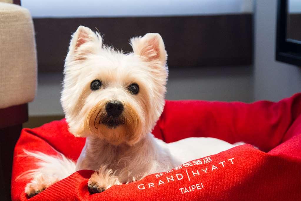 Grand Hyatt Taipei Quarto foto A Westie